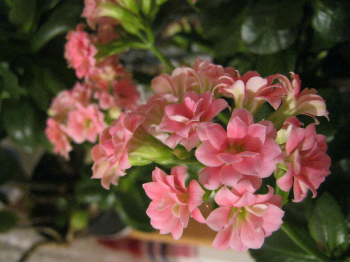 IMG_3670 - KALANCHOE
