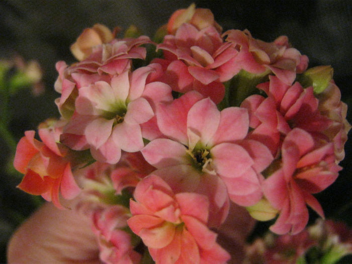 IMG_3671 - KALANCHOE