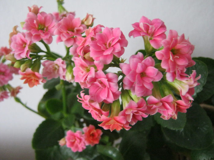 IMG_3702 - KALANCHOE