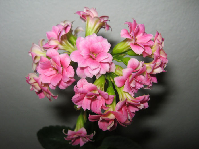 IMG_3708 - KALANCHOE