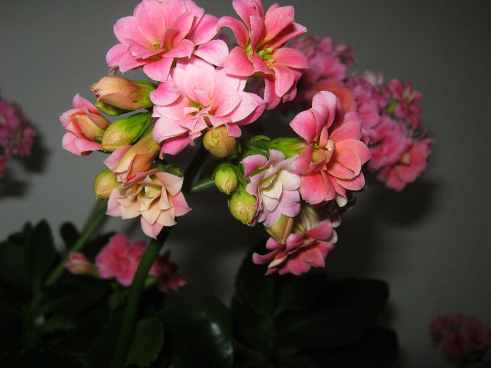 IMG_3709 - KALANCHOE