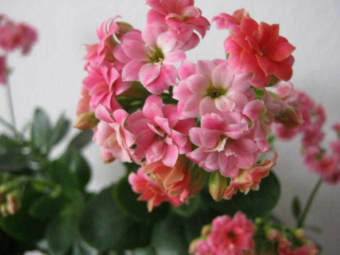 IMG_3715 - KALANCHOE