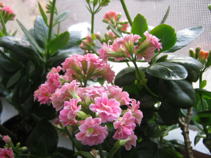 IMG_3717 - KALANCHOE
