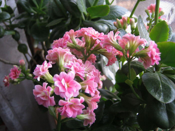 IMG_3720 - KALANCHOE
