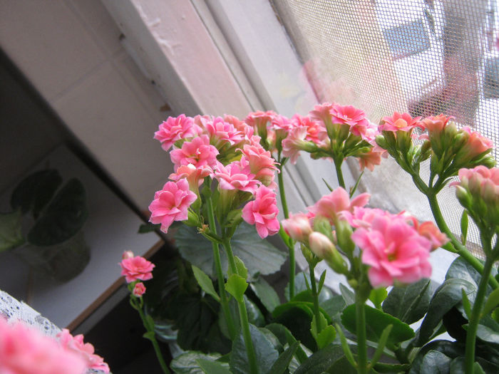 IMG_3721 - KALANCHOE
