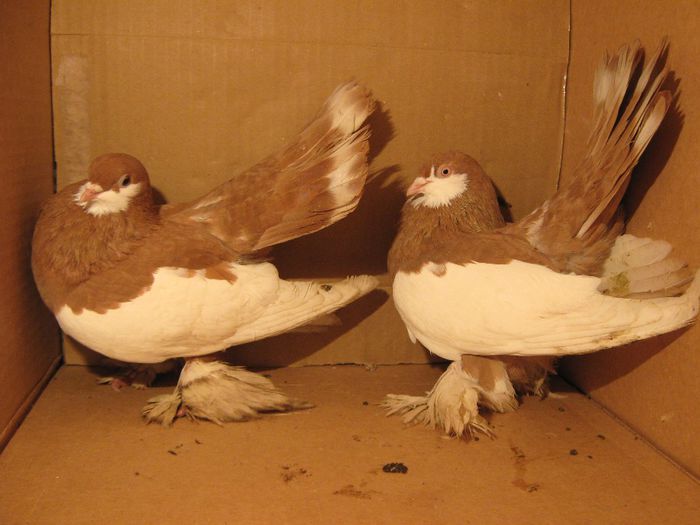 IMG_1517 - Porumbeii mei