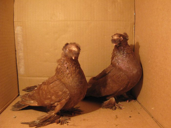 IMG_1521 - Porumbeii mei