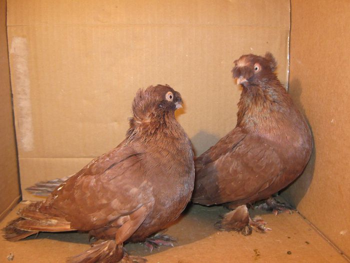 IMG_1523 - Porumbeii mei