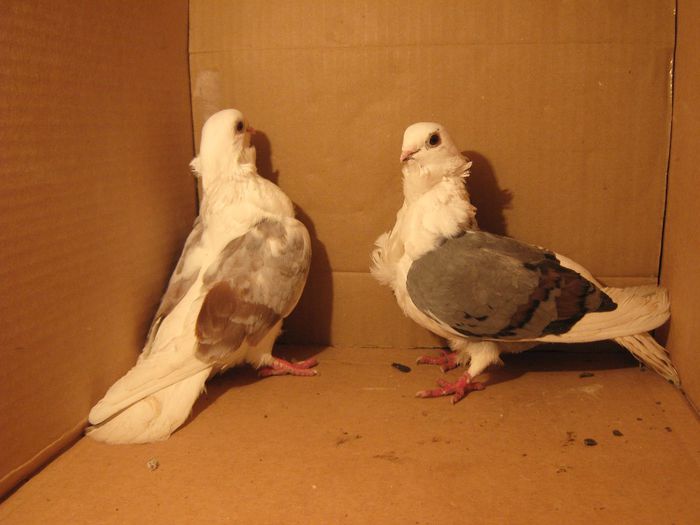 IMG_1526 - Porumbeii mei