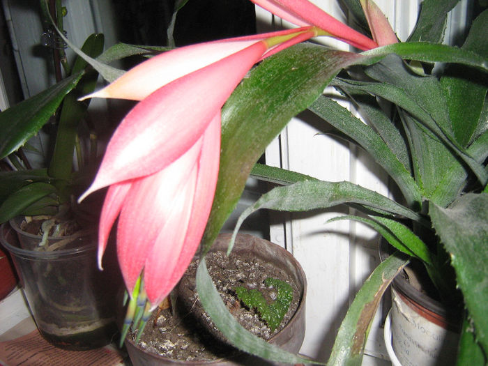 bilbergia 002