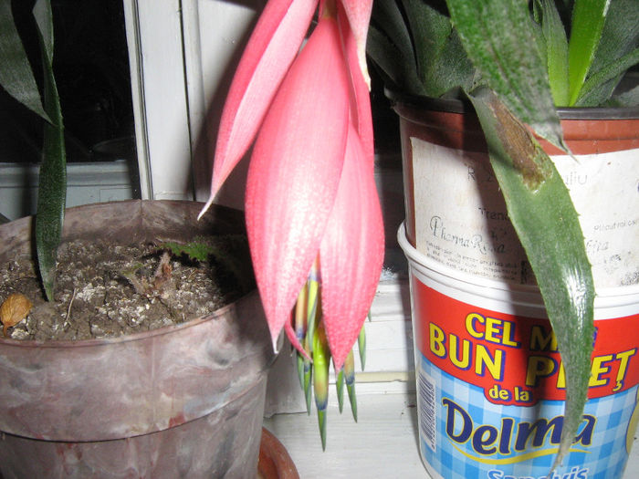 bilbergia 003 - Florile mele