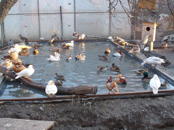 la gramada - RATE EXOTICE-exotic ducks