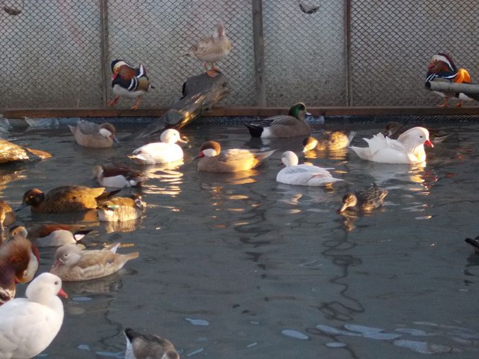 la gramada - RATE EXOTICE-exotic ducks