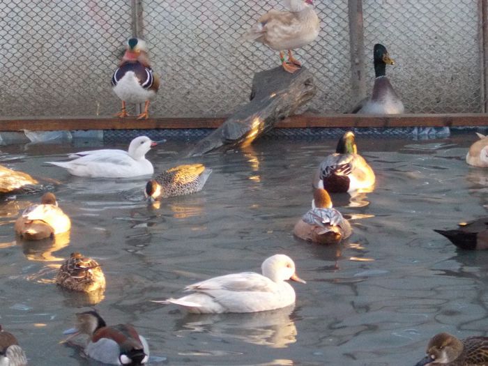 la gramada - RATE EXOTICE-exotic ducks