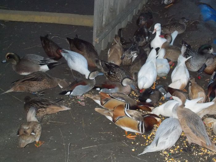 la masa de seara - RATE EXOTICE-exotic ducks