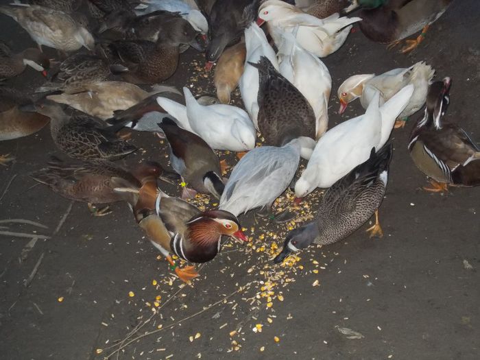 poze 2014 035 - RATE EXOTICE-exotic ducks