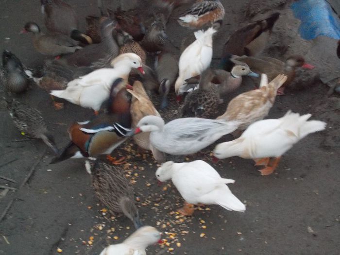 poze 2014 036 - RATE EXOTICE-exotic ducks
