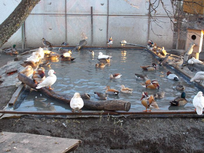 poze 2014 049 - RATE EXOTICE-exotic ducks