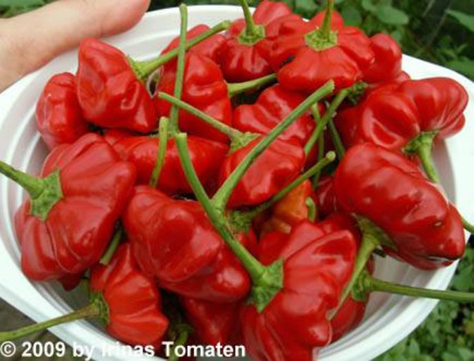 Brazilian Starfish pepper - NOUTATI IN GRADINA-2014