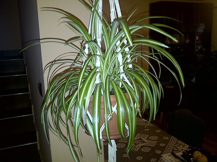 IMG-20121208-00307