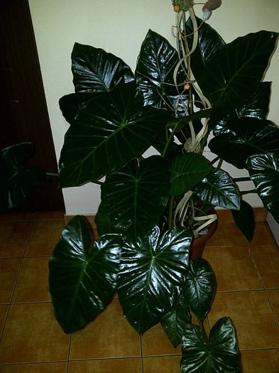 IMG-20121208-00308