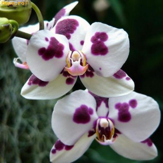 Orhidee - Orhidee