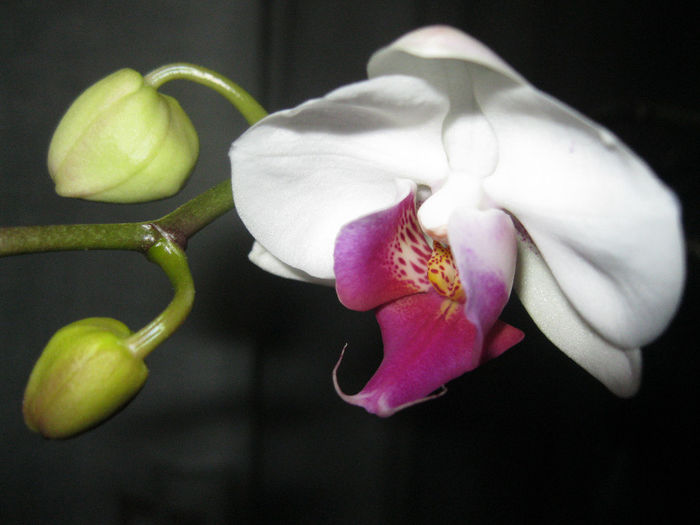 IMG_3558 - orhidee 2012-2013