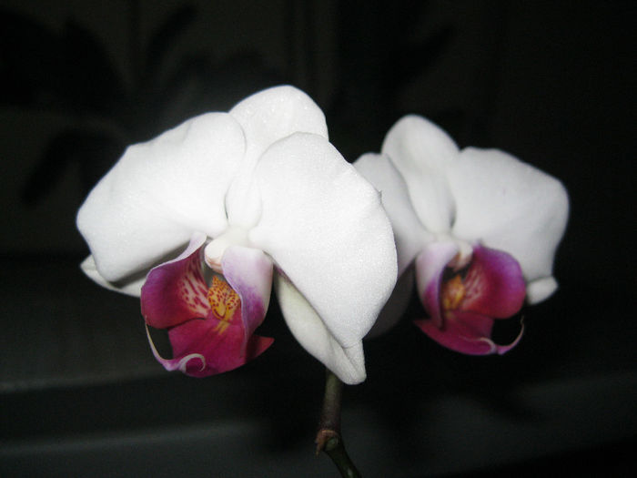 IMG_3582 - orhidee 2012-2013