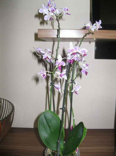 IMG_3631 - orhidee 2012-2013