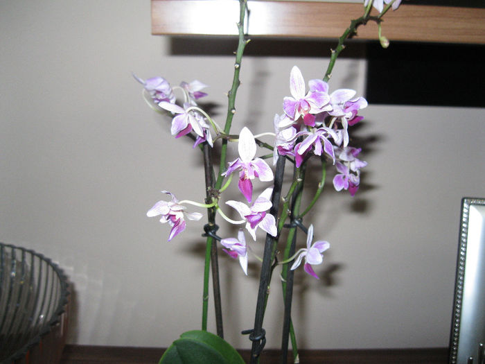 IMG_3632 - orhidee 2012-2013