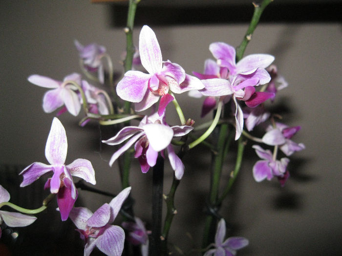 IMG_3634 - orhidee 2012-2013