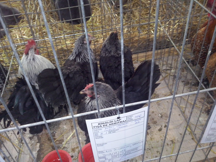 CAM01163 - 0 0 0 a 01 10 2014 Expo TARGU  SECUIESC