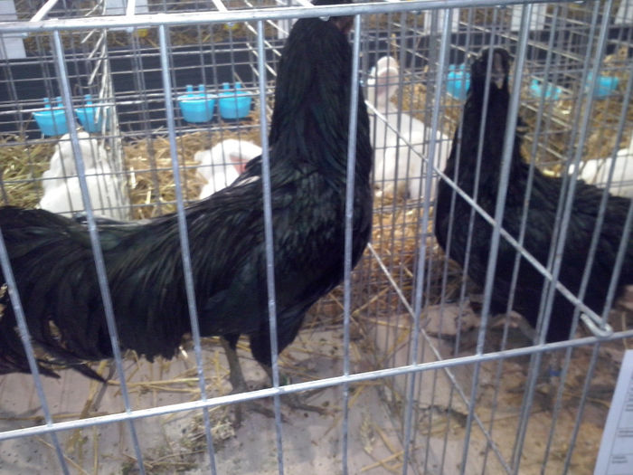 CAM01172 - 0 0 0 a 01 10 2014 Expo TARGU  SECUIESC