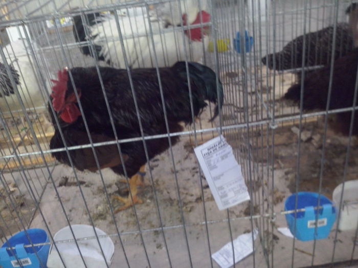 CAM01190 - 0 0 0 a 01 10 2014 Expo TARGU  SECUIESC