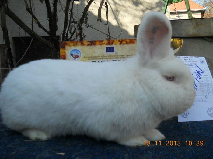 Donroberto30 campion TG-Secuesc - 7-anunt important