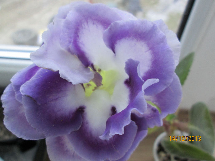 IMG_0063 - gloxinia 2014