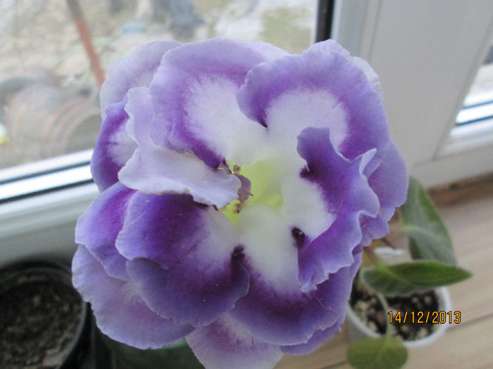 IMG_0062 - gloxinia 2014