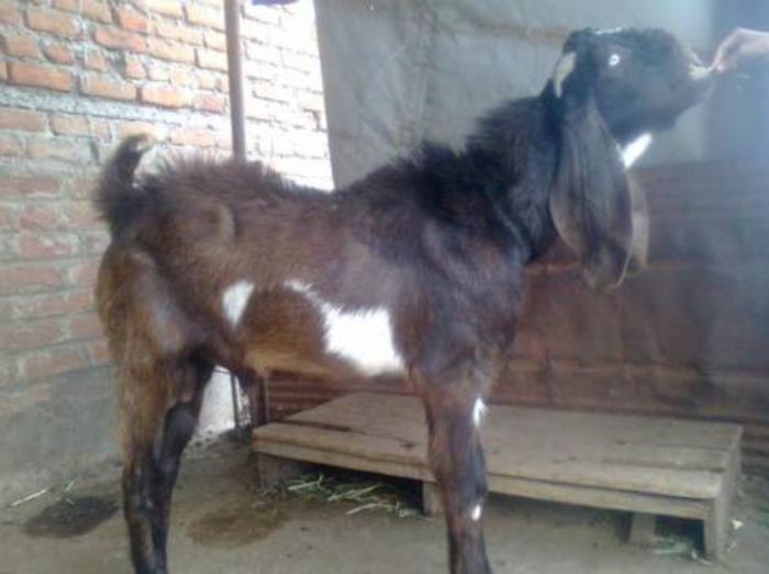 78309_jamnapari-goat-for-sale - capre de rasa jamnapari
