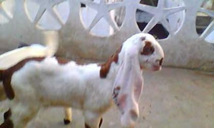 1326887159_300440888_9-best-jamnapari-goats-kid-for-sale- - capre de rasa jamnapari