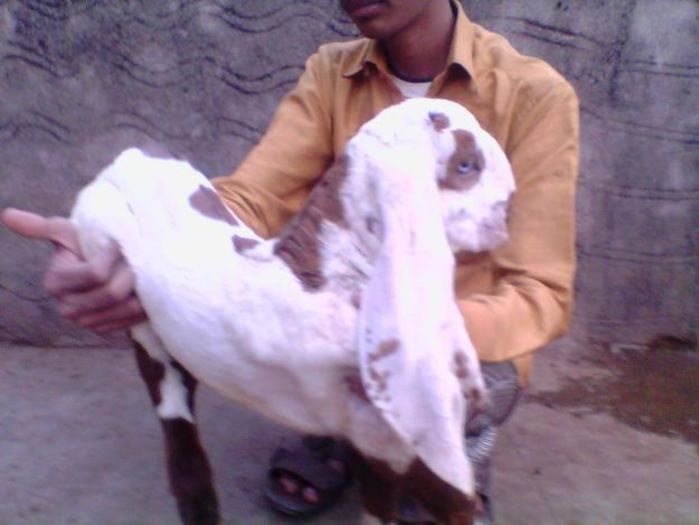 1326887159_300440888_12-best-jamnapari-goats-kid-for-sale- - capre de rasa jamnapari