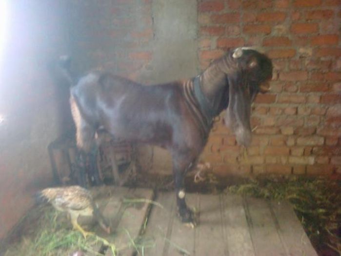 1338911102_298291778_4-jamnapari-goat-buck-Animals - capre de rasa jamnapari