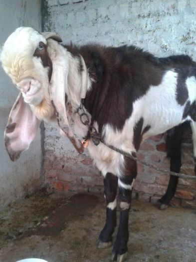 1354780170_462615573_3-Immediate-sale-Jamunapari-male-goat-Hyderabad - capre de rasa jamnapari