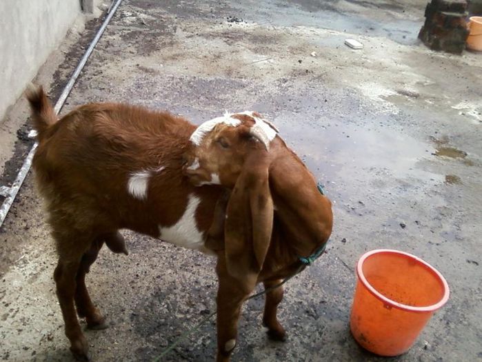 1373434675_526212399_4-jamnapari-goat-Home-Lifestyle - capre de rasa jamnapari