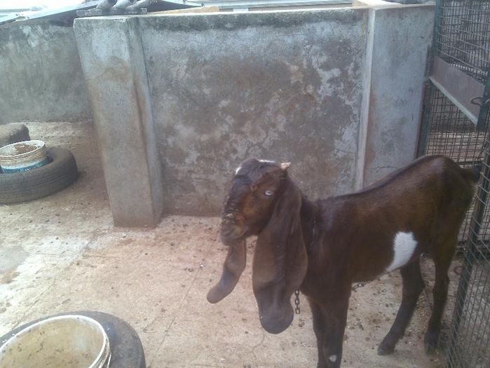 1374704577_531124980_17-jamnapari-goat-sale-masab-tank-9849968006-preg-goats- - capre de rasa jamnapari