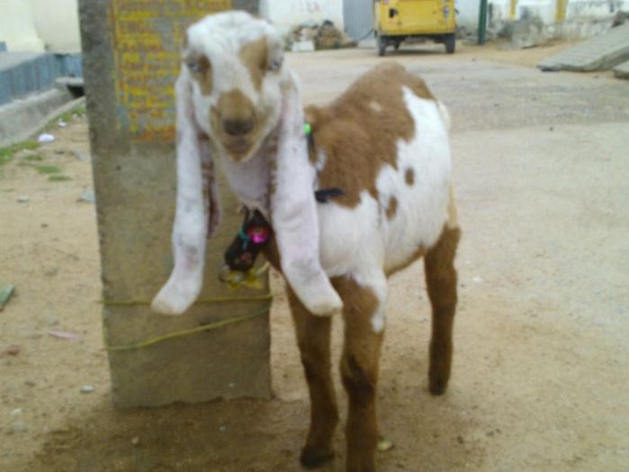 1375765768_534346850_2-jamnapari-goat-urgent-sale-Hyderabad - capre de rasa jamnapari