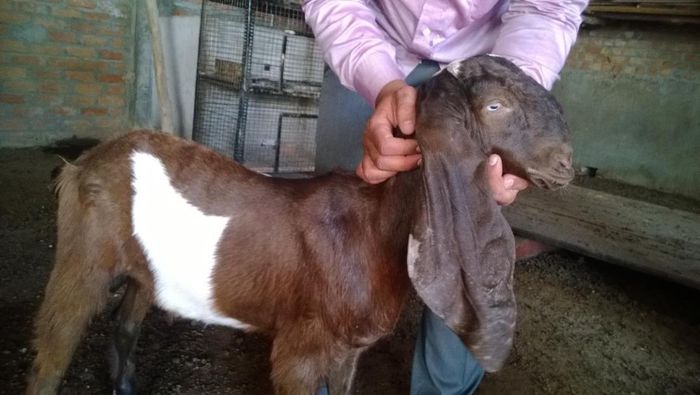 1385055808_568673321_9-jamnapari-goats-for-sale-