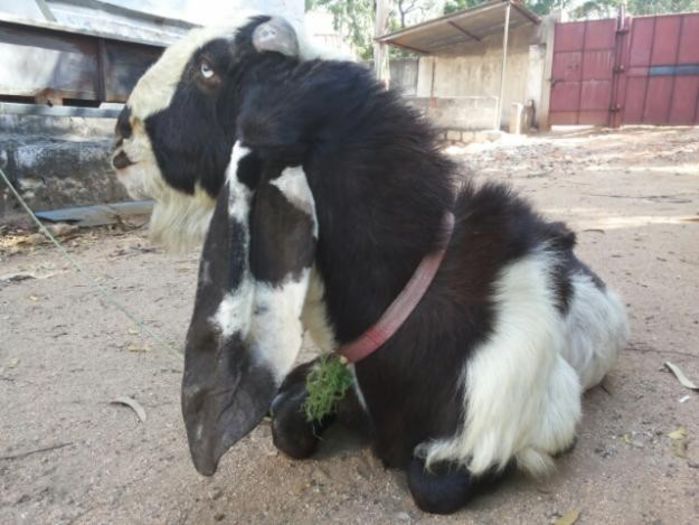 1385904568_572175131_3-male-jamnapari-goat-for-sale-Pets-Pet-Accessories - capre de rasa jamnapari