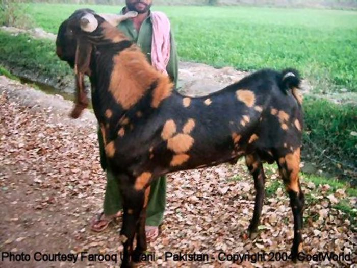 Bouc-Kamori-Pakistan - capre de rasa jamnapari