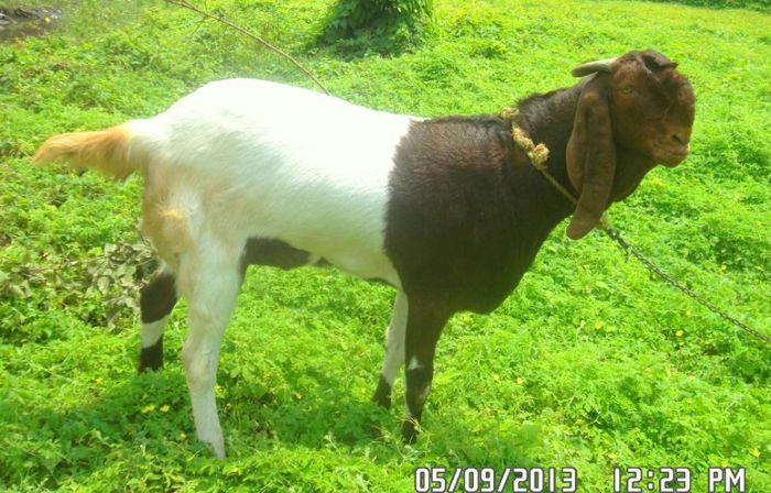 Sher-E-jabalpur-Sikander-jamnapari-buck-for-sale-20130927044639