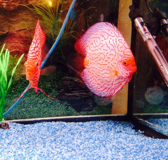 image - Discus fish